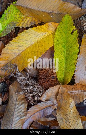 Süßkastanie (Castanea sativa) Nahaufnahme von gefallenen Stachelkupeln und gelben und braunen Blättern in Herbstfarben auf dem Waldboden Stockfoto