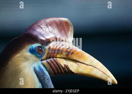 Helmhornvogel, lateinisch Aceros cassidix., Helmhornvogel, lateinsch Aceros cassidix genannt. Stockfoto