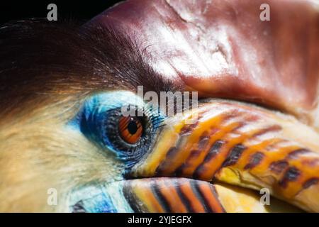 Helmhornvogel, lateinisch Aceros cassidix., Helmhornvogel, lateinsch Aceros cassidix genannt. Stockfoto