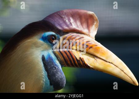 Helmhornvogel, lateinisch Aceros cassidix., Helmhornvogel, lateinsch Aceros cassidix genannt. Stockfoto