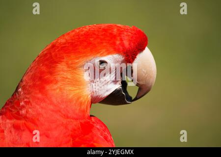 Porträt eines scharlachroten Aras, lateinisch Ara macao., Porträt eines Hellroter Ara, lateinisch Ara macao. Stockfoto