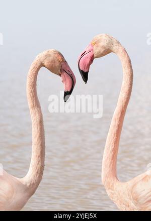 Nahaufnahme von zwei Flamingos, die einander gegenüberstehen (Phoenicopteridae), High-Key, Pastellpink, Minimalismus, Kopierraum Stockfoto