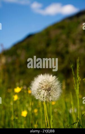 Gewöhnlicher Löwenzahn, lateinischer Name Taraxacum Sekt Ruderalia., Gewöhnliche Löwenzahn, lateinisch genanntTaraxacum sect. Ruderalia. Stockfoto