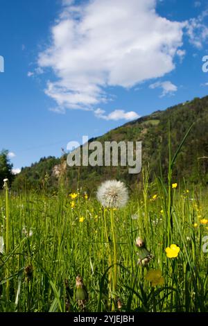 Gewöhnlicher Löwenzahn, lateinischer Name Taraxacum Sekt Ruderalia., Gewöhnliche Löwenzahn, lateinisch genanntTaraxacum sect. Ruderalia. Stockfoto