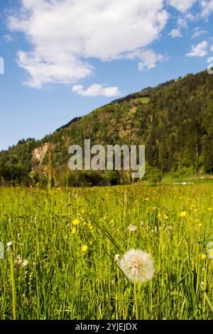 Gewöhnlicher Löwenzahn, lateinischer Name Taraxacum Sekt Ruderalia., Gewöhnliche Löwenzahn, lateinisch genanntTaraxacum sect. Ruderalia. Stockfoto