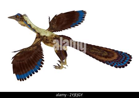 Der gefiederte Archaeopteryx war ein fleischfressendes Pterosaurier-Reptil, das während der Jurazeit in Deutschland lebte. Stockfoto