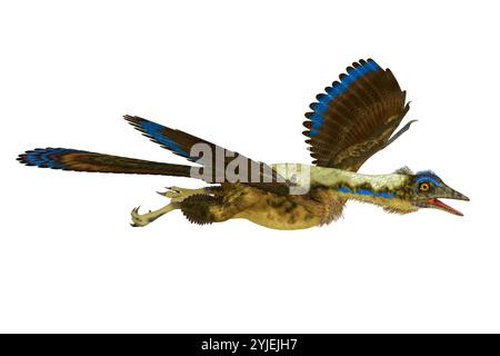 Der gefiederte Archaeopteryx war ein fleischfressendes Pterosaurier-Reptil, das während der Jurazeit in Deutschland lebte. Stockfoto