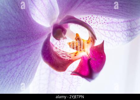 Nahaufnahme der zarten purpurnen Phalaenopsis Orchideenblüte Stockfoto