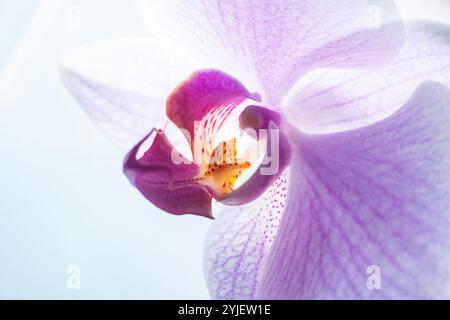 Nahaufnahme der zarten purpurnen Phalaenopsis Orchideenblüte Stockfoto