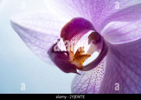 Nahaufnahme der zarten purpurnen Phalaenopsis Orchideenblüte Stockfoto