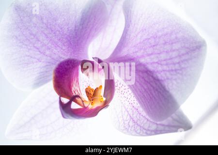 Nahaufnahme der zarten purpurnen Phalaenopsis Orchideenblüte Stockfoto