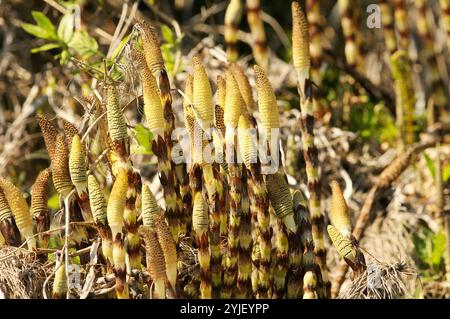 Fruchtbare Stämme des Acker-Schachtelhalms (Equisetum arvense) - eine krautige Staude. Stockfoto