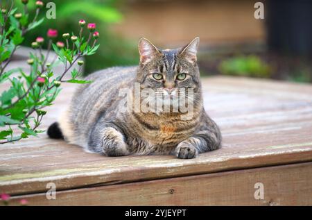 Tabby Cat (Felis catus) - liegt auf einer Holzterrasse mit Blick auf die Kamera und Chrysanthemen wachsen an der Seite. Stockfoto