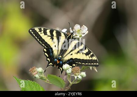 Westlicher Tigerschwalbenschwanz Schmetterling (Papilio rutulus) - die Flügel breiten sich aus, während sie Nektar von Beerenblüten schlürfen. Stockfoto