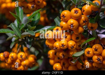 Nahaufnahmehünden von Orange Berry Pyracantha coccinea im Herbstgarten. Orangenfrüchte aus der Gattung Firethorn des Dornstrauchs aus Rosa Stockfoto