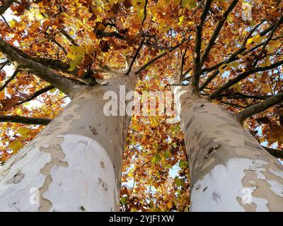Herbstfarben. Eine alte Platanus im Park. Blick auf den Baum, die Äste und das Vordach. Himmel im Hintergrund. Stockfoto