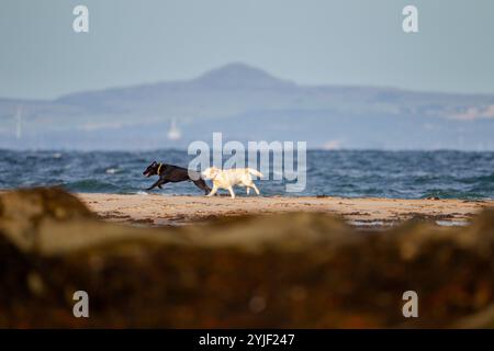 Zwei Labrador-Hunde laufen am Strand in North Berwick, East Lothian, Schottland, Oktober 2024. Stockfoto