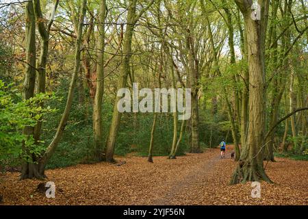 Im Herbst führt der Weg durch Highgate Woods, London UK Stockfoto