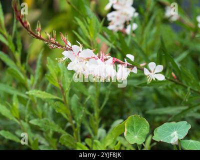 Ein Stamm von Gaura wirbelnden Butterfly Bush Blumen, blassrosa weiße Blüten, nass und frisch mit Wassertropfen nach dem Regen Stockfoto