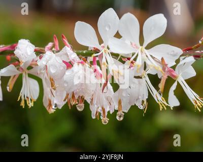 Schaft von Gaura wirbelnden Schmetterlingsbusch-Blüten mit Wassertropfen aus Blütenblättern, blassrosa weißen Blüten Stockfoto