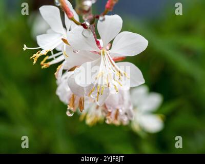 Gaura wirbelnde Schmetterlingsbuschblüten, blassrosa weiße Blüten, nass und frisch mit Wassertropfen nach dem Regen Stockfoto