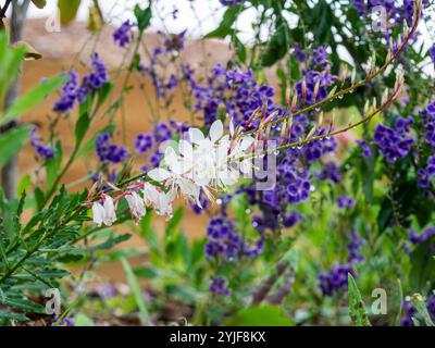 Ein Stamm von Gaura wirbelnden Schmetterlingsbuschblüten, blassrosa weiße Blüten, nass und frisch mit Wassertröpfchen, lila Geisha Mädchen Pflanze im Hintergrund Stockfoto