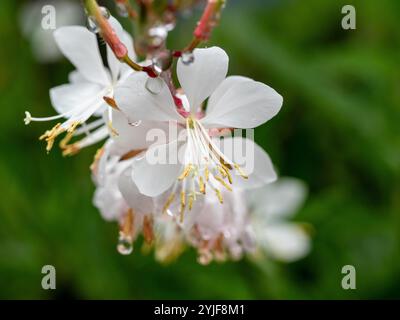 Gaura wirbelnde Schmetterlingsbuschblüten, blassrosa weiße Blüten, nass und frisch mit Wassertropfen nach dem Regen Stockfoto