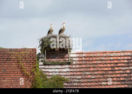 Auf einer Scheune sehen zwei Weißstörche von ihrem Nest in die Landschaft. *** In einer Scheune blicken zwei Weißstörche aus ihrem Nest über die Landschaft Stockfoto