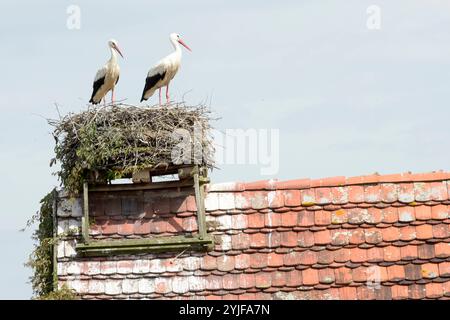 Auf einer Scheune sehen zwei Weißstörche von ihrem Nest in die Landschaft. *** In einer Scheune blicken zwei Weißstörche aus ihrem Nest über die Landschaft Stockfoto