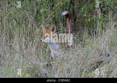 Ein Rotfuchs beobachtet am Rande des Plattenweges zwischen Wahrenberg und Bundesstraße 189 seine Umgebung. *** Ein Rotfuchs beobachtet seine Umgebung am Rand des Plattenweges zwischen Wahrenberg und Bundesstraße 189 Stockfoto