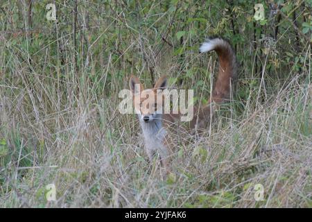 Ein Rotfuchs beobachtet am Rande des Plattenweges zwischen Wahrenberg und Bundesstraße 189 seine Umgebung. *** Ein Rotfuchs beobachtet seine Umgebung am Rand des Plattenweges zwischen Wahrenberg und Bundesstraße 189 Stockfoto