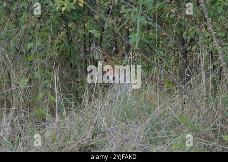 Ein Rotfuchs beobachtet am Rande des Plattenweges zwischen Wahrenberg und Bundesstraße 189 seine Umgebung. *** Ein Rotfuchs beobachtet seine Umgebung am Rand des Plattenweges zwischen Wahrenberg und Bundesstraße 189 Stockfoto