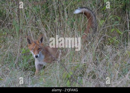 Ein Rotfuchs beobachtet am Rande des Plattenweges zwischen Wahrenberg und Bundesstraße 189 seine Umgebung. *** Ein Rotfuchs beobachtet seine Umgebung am Rand des Plattenweges zwischen Wahrenberg und Bundesstraße 189 Stockfoto