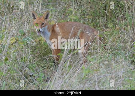 Ein Rotfuchs beobachtet am Rande des Plattenweges zwischen Wahrenberg und Bundesstraße 189 seine Umgebung. *** Ein Rotfuchs beobachtet seine Umgebung am Rand des Plattenweges zwischen Wahrenberg und Bundesstraße 189 Stockfoto