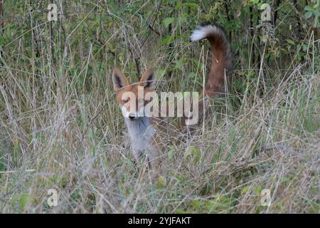 Ein Rotfuchs beobachtet am Rande des Plattenweges zwischen Wahrenberg und Bundesstraße 189 seine Umgebung. *** Ein Rotfuchs beobachtet seine Umgebung am Rand des Plattenweges zwischen Wahrenberg und Bundesstraße 189 Stockfoto