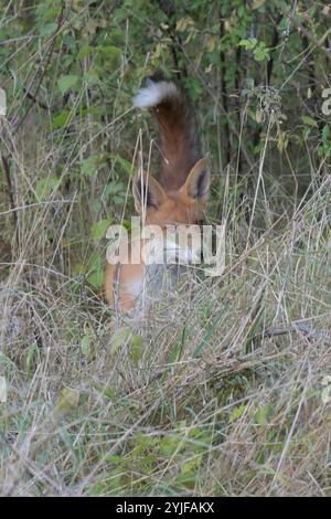 Ein Rotfuchs beobachtet am Rande des Plattenweges zwischen Wahrenberg und Bundesstraße 189 seine Umgebung. *** Ein Rotfuchs beobachtet seine Umgebung am Rand des Plattenweges zwischen Wahrenberg und Bundesstraße 189 Stockfoto