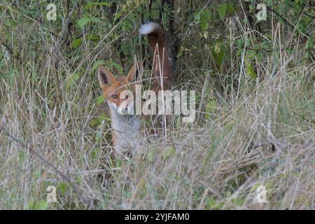 Ein Rotfuchs beobachtet am Rande des Plattenweges zwischen Wahrenberg und Bundesstraße 189 seine Umgebung. *** Ein Rotfuchs beobachtet seine Umgebung am Rand des Plattenweges zwischen Wahrenberg und Bundesstraße 189 Stockfoto