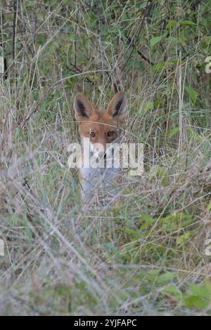 Ein Rotfuchs beobachtet am Rande des Plattenweges zwischen Wahrenberg und Bundesstraße 189 seine Umgebung. *** Ein Rotfuchs beobachtet seine Umgebung am Rand des Plattenweges zwischen Wahrenberg und Bundesstraße 189 Stockfoto