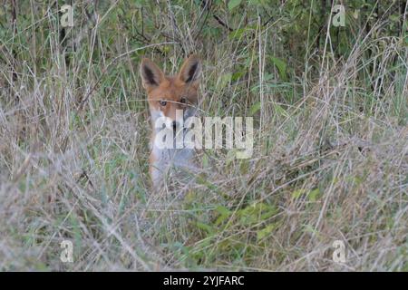 Ein Rotfuchs beobachtet am Rande des Plattenweges zwischen Wahrenberg und Bundesstraße 189 seine Umgebung. *** Ein Rotfuchs beobachtet seine Umgebung am Rand des Plattenweges zwischen Wahrenberg und Bundesstraße 189 Stockfoto