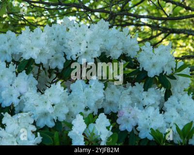 Massenblüte von weißen Azalea- oder Rhododendronblüten in Blütenähe Stockfoto