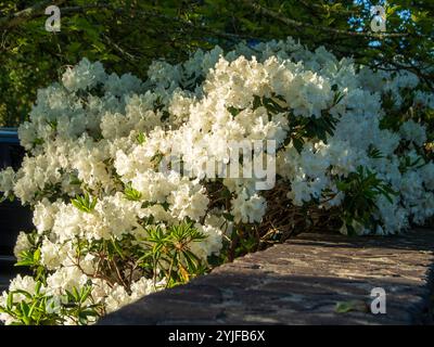 Massenblüte weißer Azalea- oder Rhododendronblüten in Blüte Stockfoto