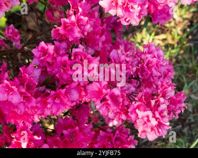Massenblüte von rosa Azalea- oder Rhododendronblüten in Blüte Stockfoto