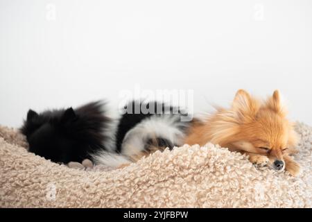 Zwei Hunde sind eingerollt und schlafen bequem auf einer weichen Decke. Einer hat flauschiges schwarz-weißes Fell, während der andere ein goldener Pomsky ist, der das genießt Stockfoto