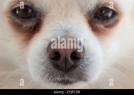 Ein kleiner, flauschiger Hund blickt mit seinen ausdrucksstarken Augen warm und konzentriert sich auf seine süße Nase in einer gemütlichen Innenumgebung Stockfoto