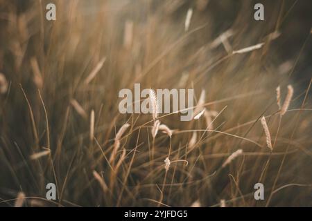 Schwanzfedern im Sonnenlicht pennisetum macrourum Stockfoto