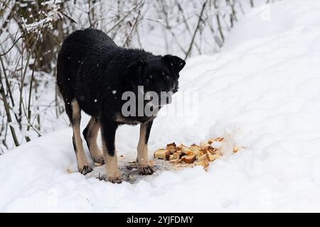 Großer, hungriger Obdachloser, der Brot auf Schnee isst. Tier Stockfoto