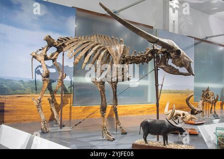 Bandung Indonesien 2. November 2024: Das Fossil des langhörnigen javanischen Wasserbüffels (Bubalus palaeokerabau) im Museum Geologi. Stockfoto