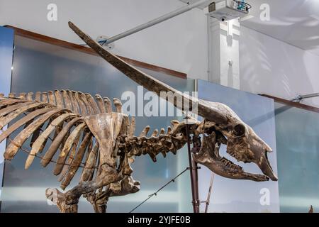 Bandung Indonesien 2. November 2024: Das Fossil des langhörnigen javanischen Wasserbüffels (Bubalus palaeokerabau) im Museum Geologi. Stockfoto