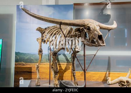 Bandung Indonesien 2. November 2024: Das Fossil des langhörnigen javanischen Wasserbüffels (Bubalus palaeokerabau) im Museum Geologi. Stockfoto