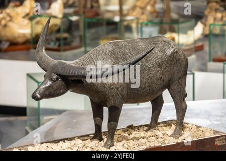 Bandung Indonesia 2. November 2024: Skulptur des langhörnigen javanischen Wasserbüffels (Bubalus palaeokerabau) im Museum Geologi. Stockfoto